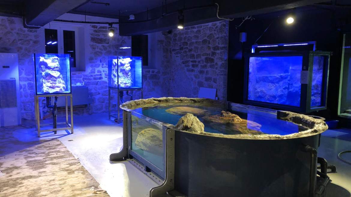 Aquarium Boka, (Kotor, Montenegro)
