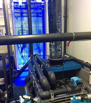 Parc Zoologique et de Loisirs de Thoiry S.A.- Parigi, Francia